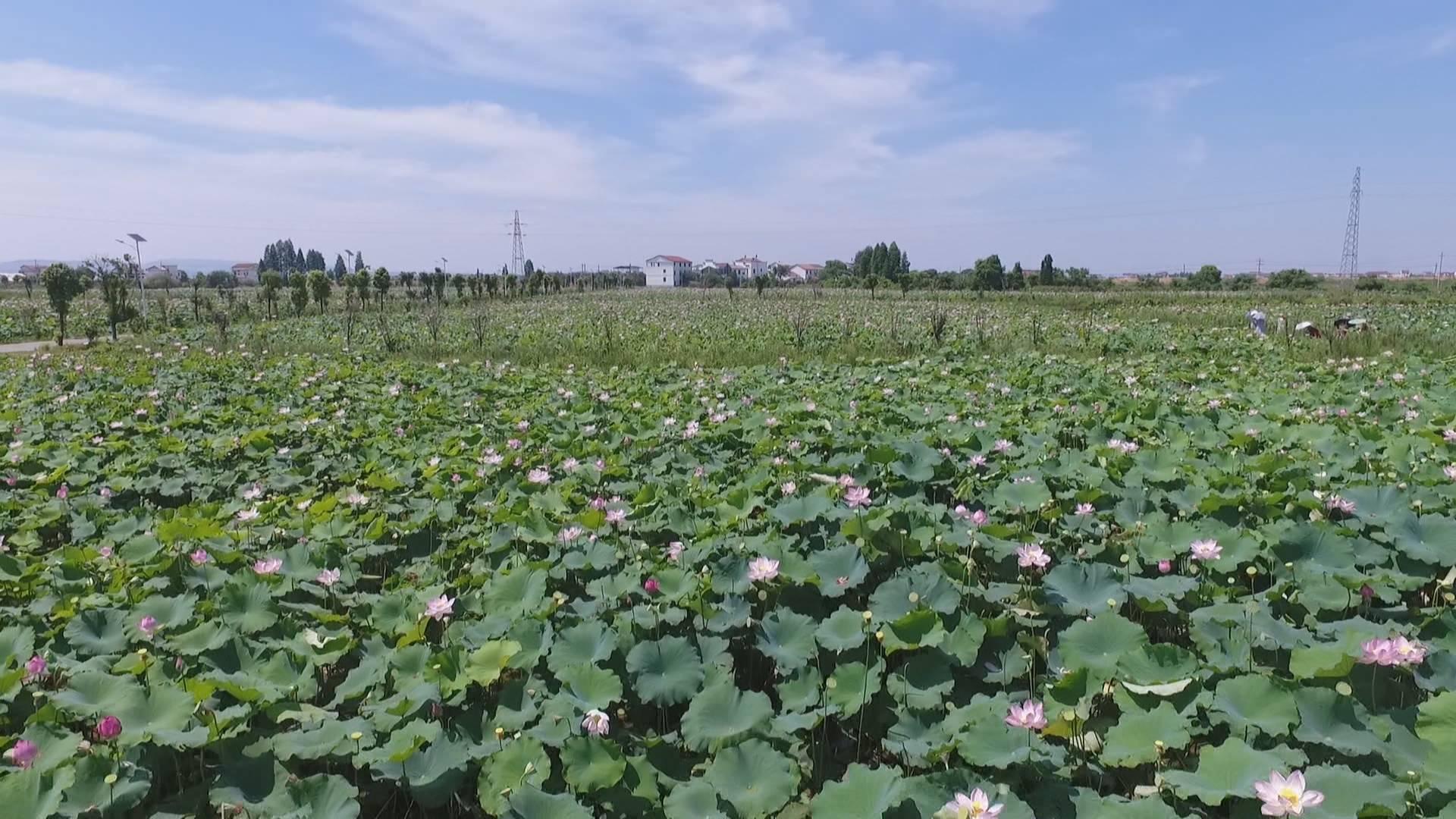 白莲乡新领导引领下的繁荣篇章